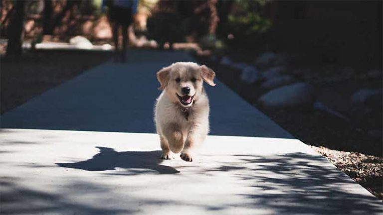 Comment convaincre ses parents d'avoir un chien ? - L'information pour vous